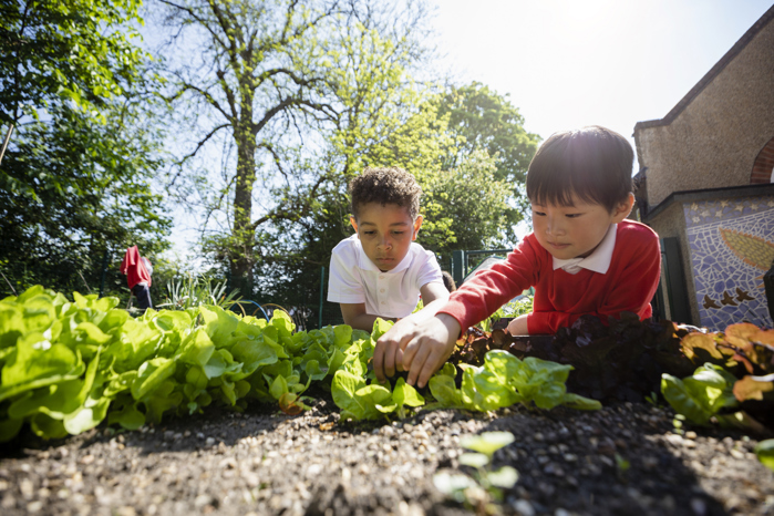 Two primary school boys lying on their fronts as they tend to their school vegetable patch. The sun shines brightly overhead.