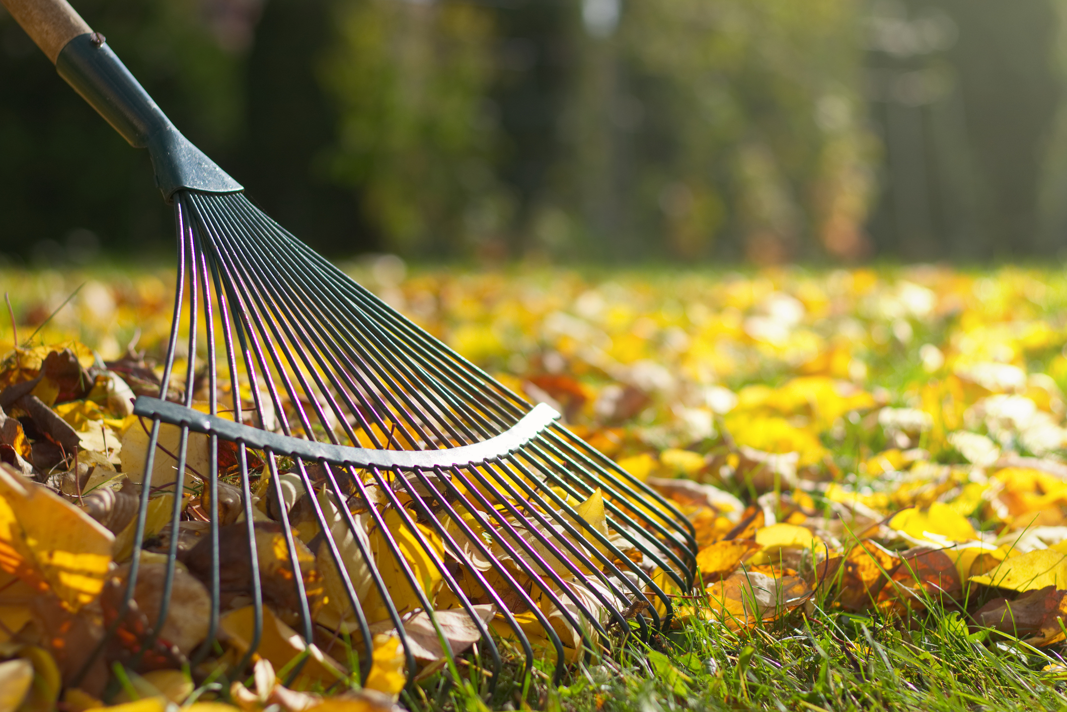 Detail Of Rake In Autumn Season