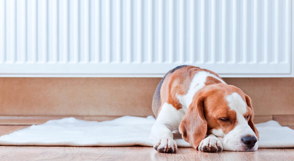 Dog By Radiator Stock