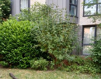 NC36 Canada Court's Community Garden Project 1