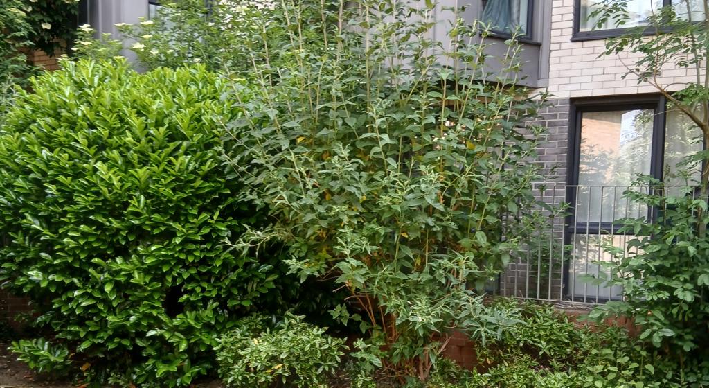 NC36 Canada Court's Community Garden Project 1