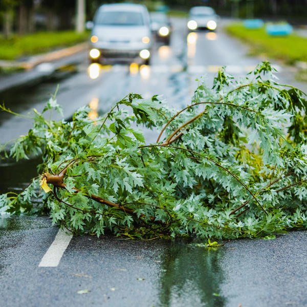 Broken Branch After Storm On Road