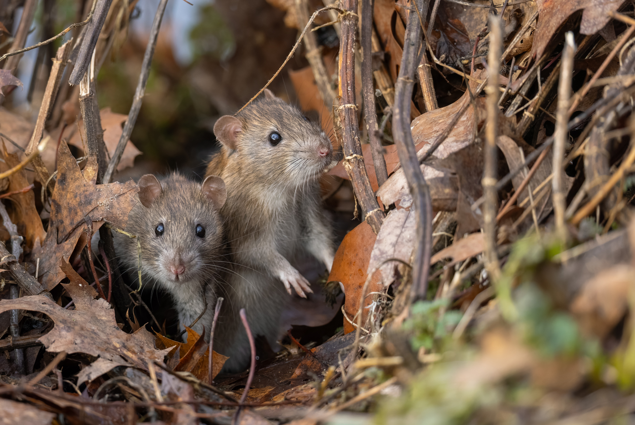 Two Brown Rats